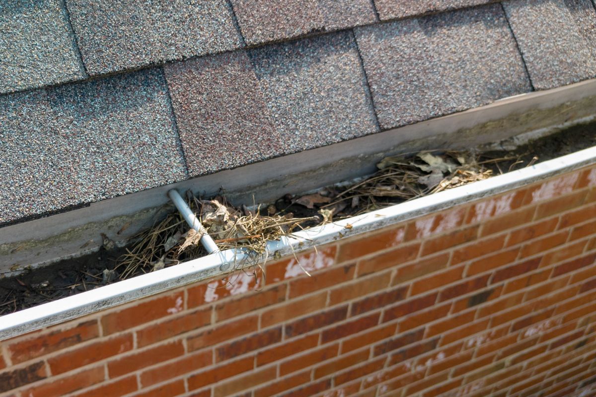 Gutter filled with leaves debris and standing water.